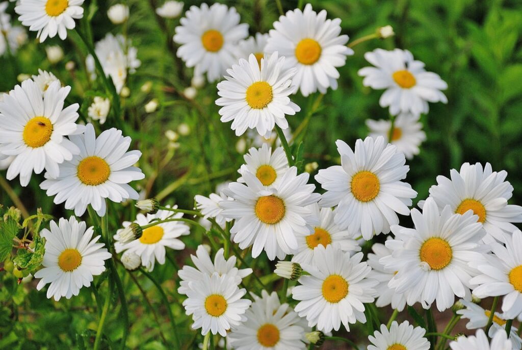 daisy-flower-spring-marguerite-67857-67857.jpg
